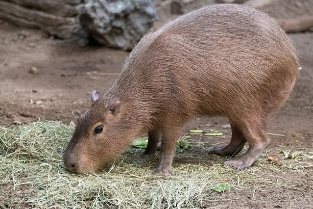 Franklin Park Zoo